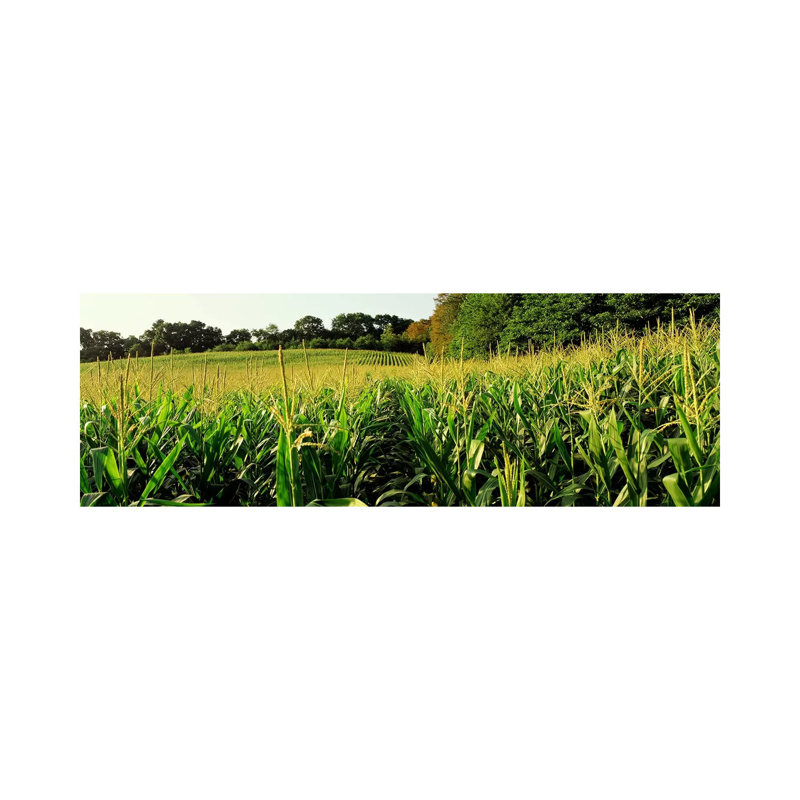 Cornfield, Baltimore County, Maryland, USA - Wrapped Canvas Panoramic Print, 182.88 cm H x 60.96 cm W
