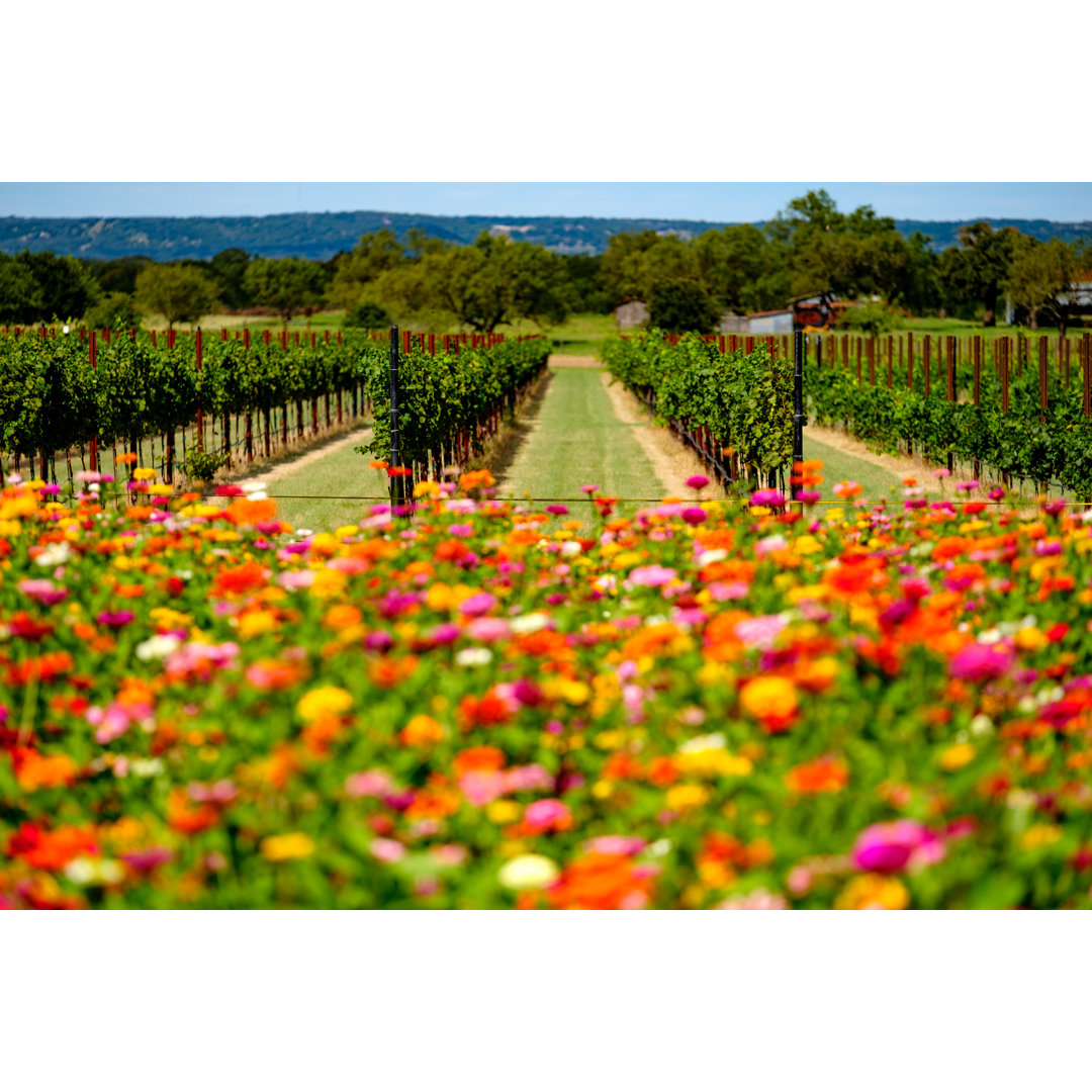 Blumen und Weinberg in Texas von Dlewis33 - Drucken