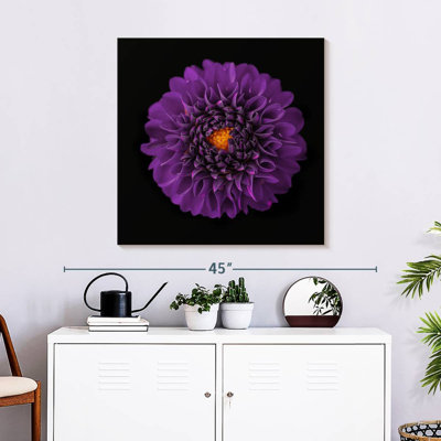 Harnek Purple Dahlia Flower