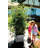 City Picker's Trellis Tower - White
