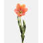 Tulipe blanc crème 22,5 po-240819715