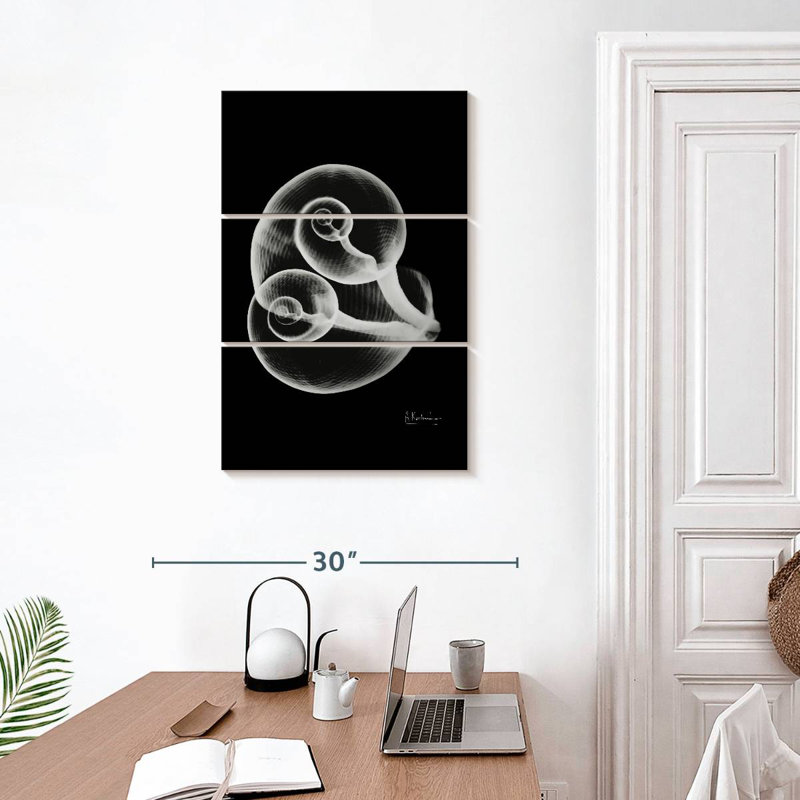 Aletra Conjoined Shells, 32" H x 20" W