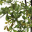 Shaady Lady Olive Tree 90 po