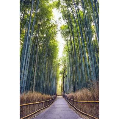 Addai " Bamboo Forest " by Seanpavonephoto