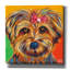 Sweet Yorkie I par - impression sur toile tendue-61718406