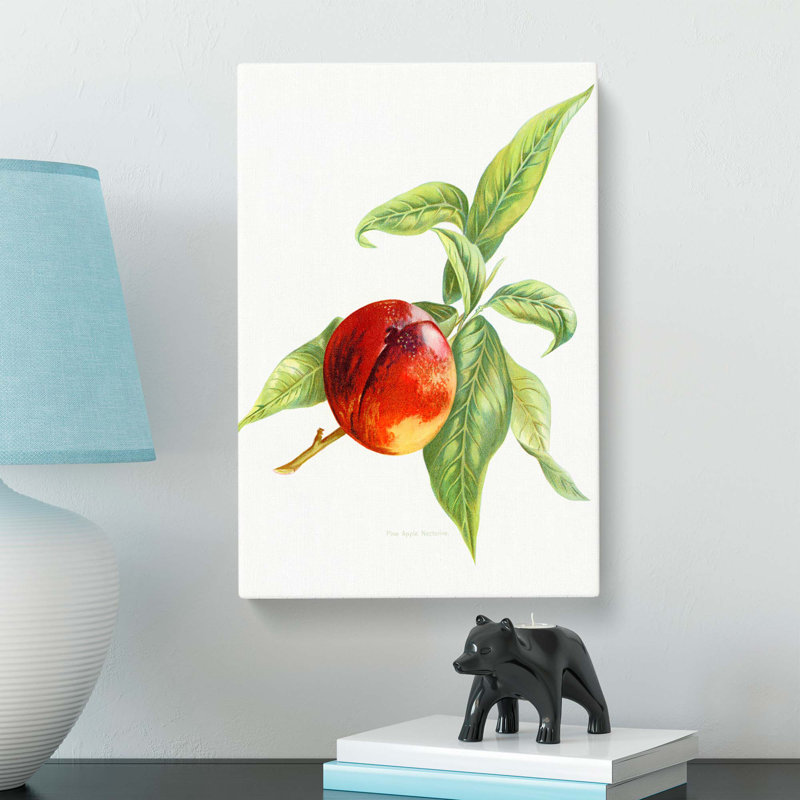 Vintage Peach Illustration of a Nectarine - Wrapped Canvas, 50cm H x 35cm W x 3cm D