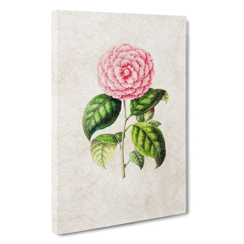 Pretty Pink Camellia Flower Illustration - Wrapped Canvas, 60cm H x 40cm W x 3cm D