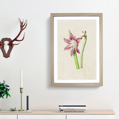Pink Amaryllis Flower Illustration - Picture Frame Painting Print