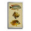 Trio de poissons tropicaux II - peinture sur toile encadrée-1891002659-1891002657