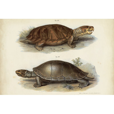 Paire de tortues antiques II