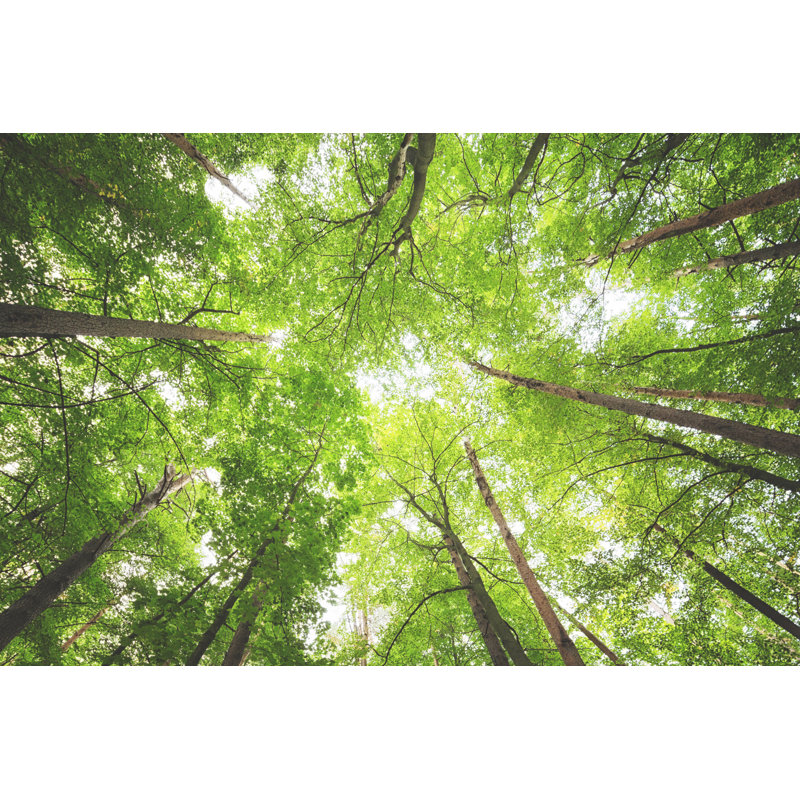 Lumière vive passant à travers la forêt dense par Rike_, H 24 po x l 36 po