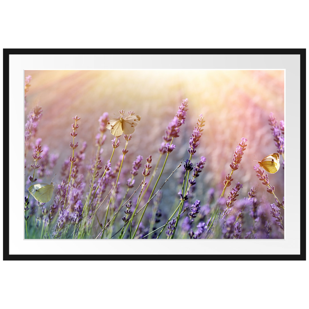 Gerahmter Fotodruck Butterfly on Lavender Flowers