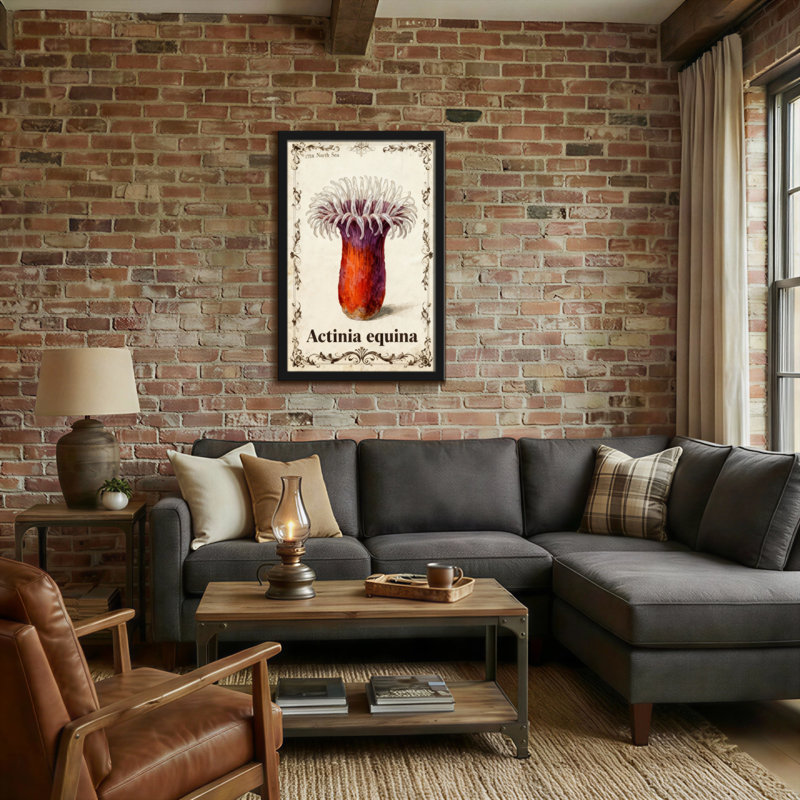 Animals Actinia Equina Sea Anemone Vintage Print, 24" H x 16" W