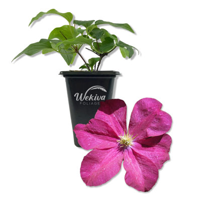 Clematis Madame Edouard Andre - Live Starter Plant in a 2 Inch Growers Pot - Starter Plants Ready for The Garden - Rare Clematis for Collectors
