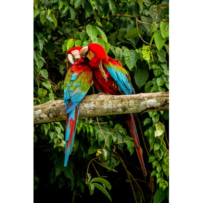 " Red Parrots " by Jiri Hrebicek