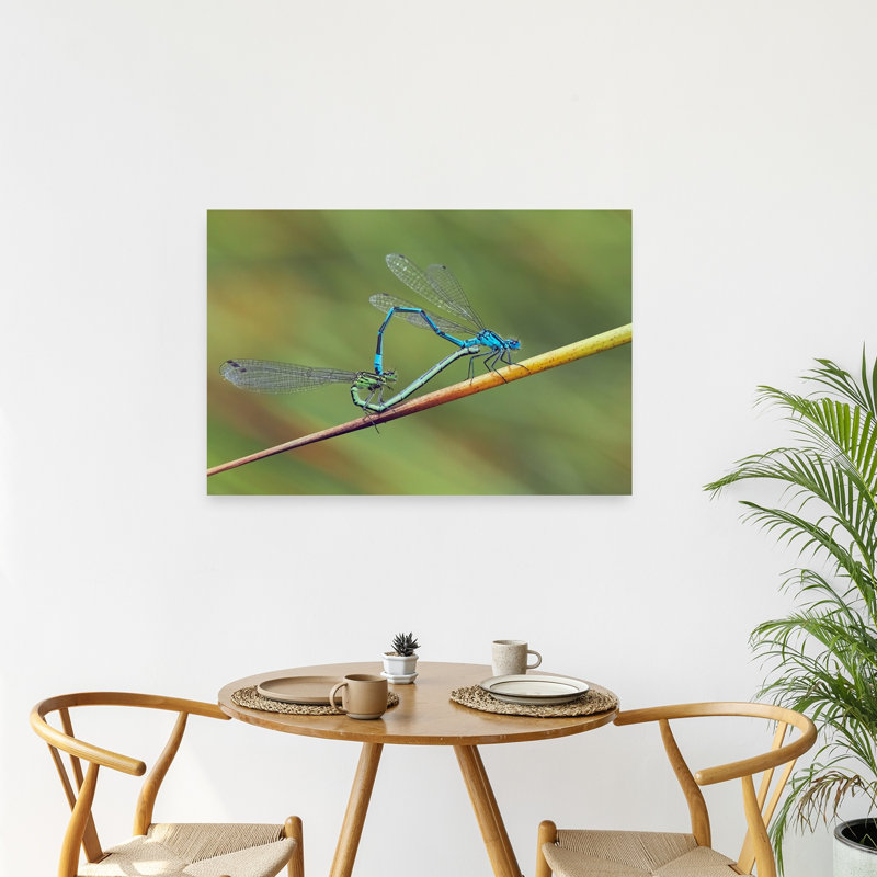 Mating Damselflies Heart Shape Delicate Vibrant Contemporary Animal Nature Wall Art Print by Stuart Williams - Print