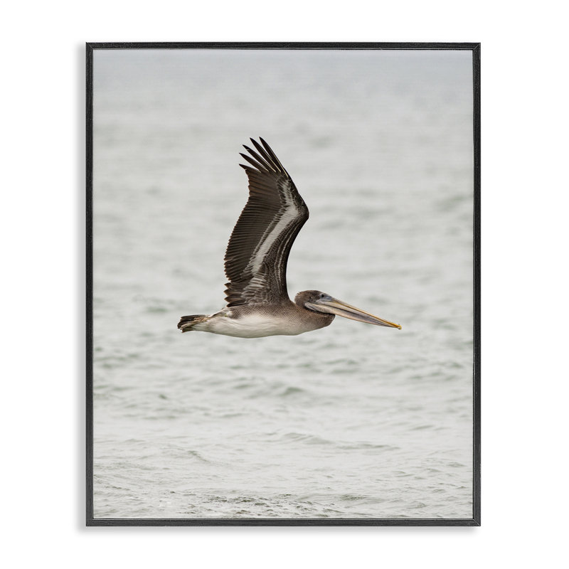  Pélican sur mer, estampe numérique par Crystal Lynn Collins, H 14 po x l 11 po, Giclée encadrée noir minuit