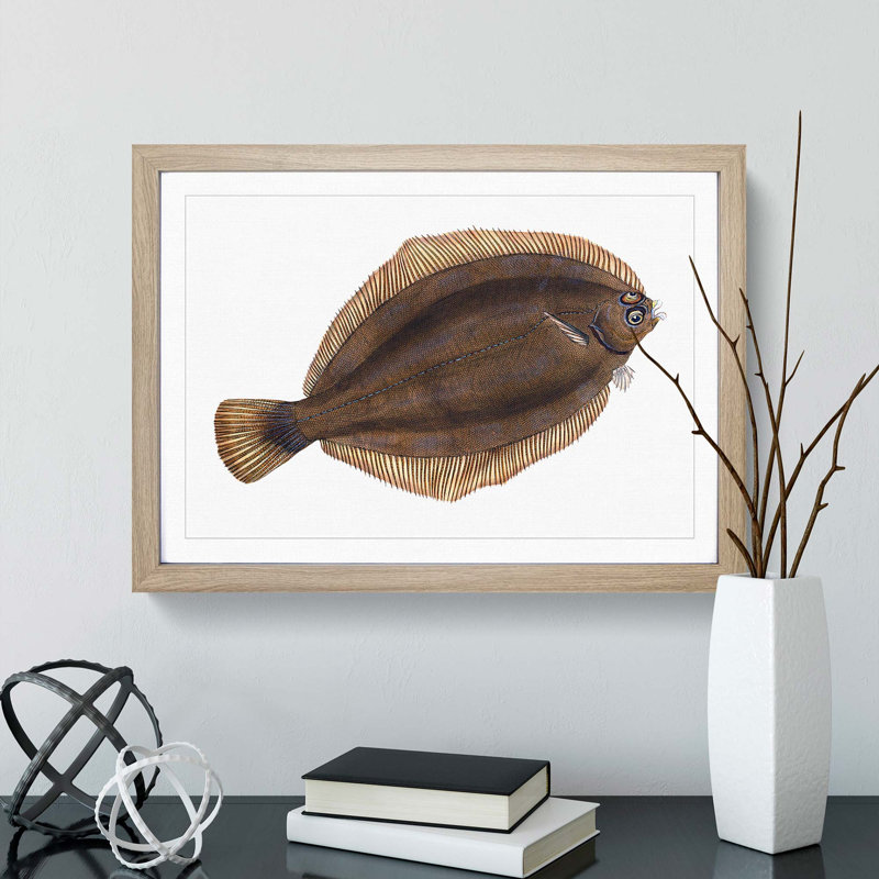 Turbot Fish by Edward Donovan - Picture Frame Painting Print, 48cm H x 65cm W x 2cm D, Oak Framed