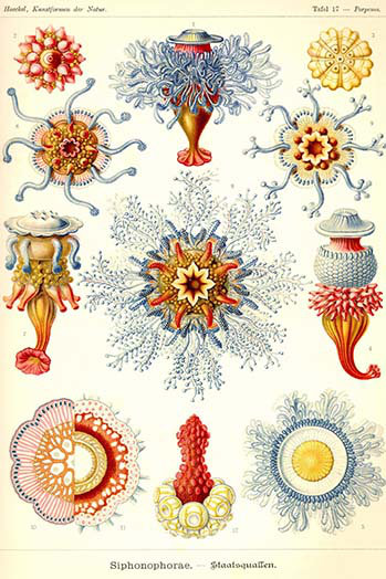Hydrozoa siphoneae-impression d’art graphique, H 36 po x l 24 po x P 1,5 po
