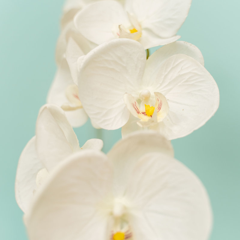Vaporisateur d'orchidée artificielle, Blanc