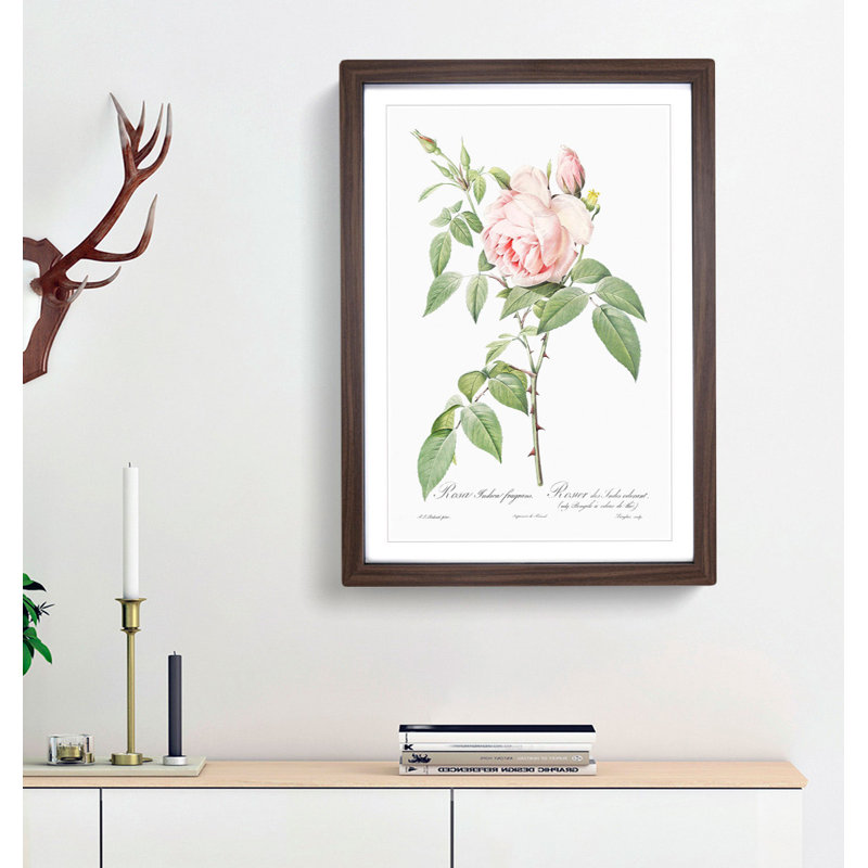 The Pale Pink Roses by Pierre-Joseph Redoute - Picture Frame Painting Print, 65cm H x 48cm W x 2cm D, Walnut Framed