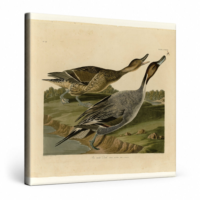 Canard à queue d'épingle (plaque CCCCXVII), L 12 po x H 12 po