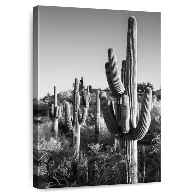 Harnek - Arizona noir - Cactus au lever du soleil, H 24 po x l 16 po