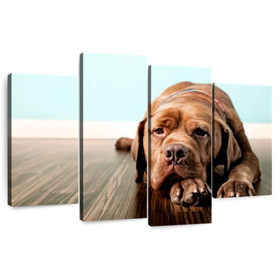 Brampt Bored French Mastiff Dog