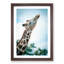 Stretching Giraffe - Picture Frame Graphic Art Print-55730739-55730738