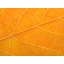 Autumn Leaf Print by Philippe Monthoux-65800254-132439374