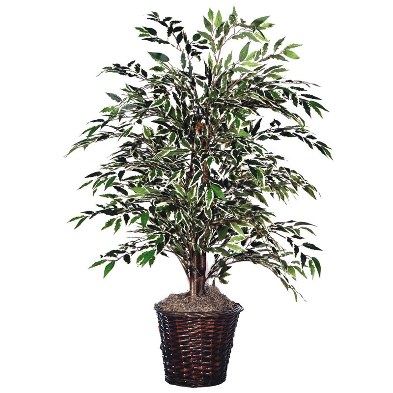Ficus de sol 48 po dans un vase décoratif