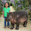 Statue Bobo le bébé hippopotame