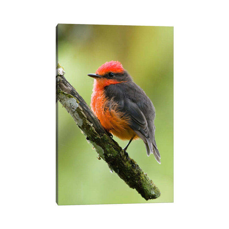 Vermilion Flycatcher Male, Galapagos Islands, Ecuador by Steve Gettle - Wrapped Canvas Print