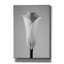 «Calla No. 1» par PhotoINC Studio-1726712593