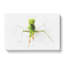 Praying Mantis In Abstract - Wrapped Canvas-55338251