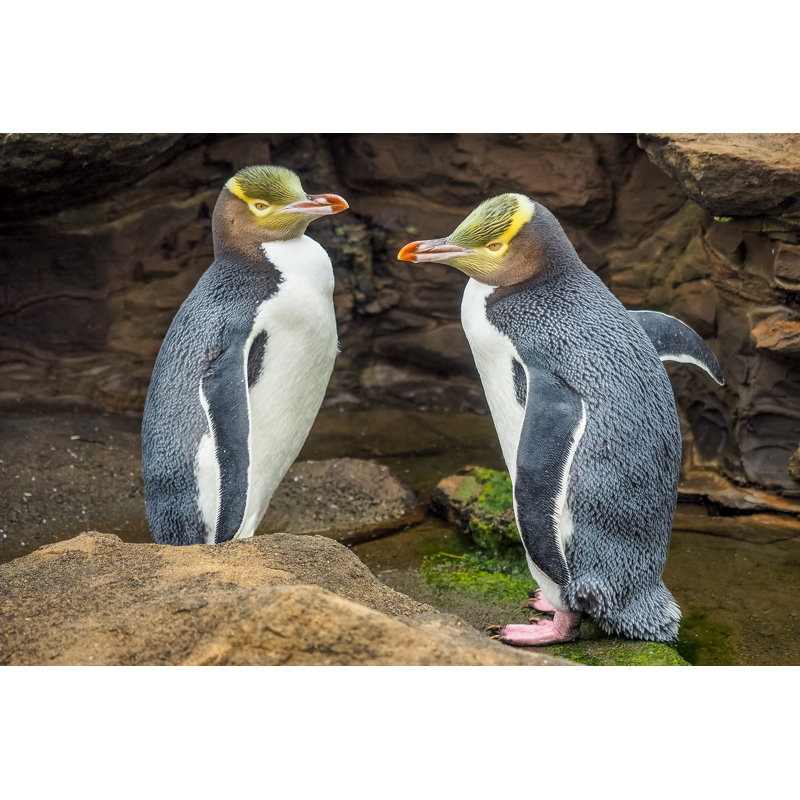 Tow Yellow Eyed Penguins Are In The Wild. New Zealand Native Penguin by Robert CHG - Wrapped Canvas Print, 51cm H x 76cm W 