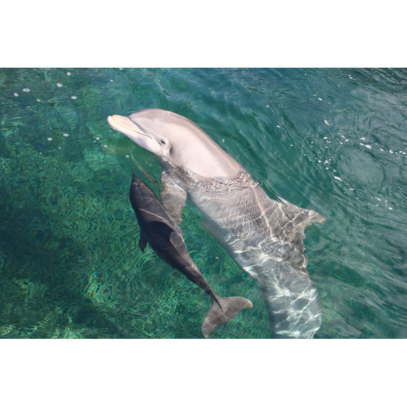 Mom And Calf Swimming by DebraMcGuire - Wrapped Canvas Print, 30cm H x 46cm W