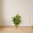 Rubber Leaf Artificial Plant (Real Touch)