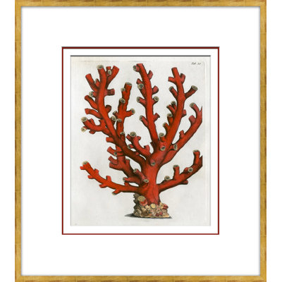 Coral In Red 5 Giclee Print by Dana Gibson