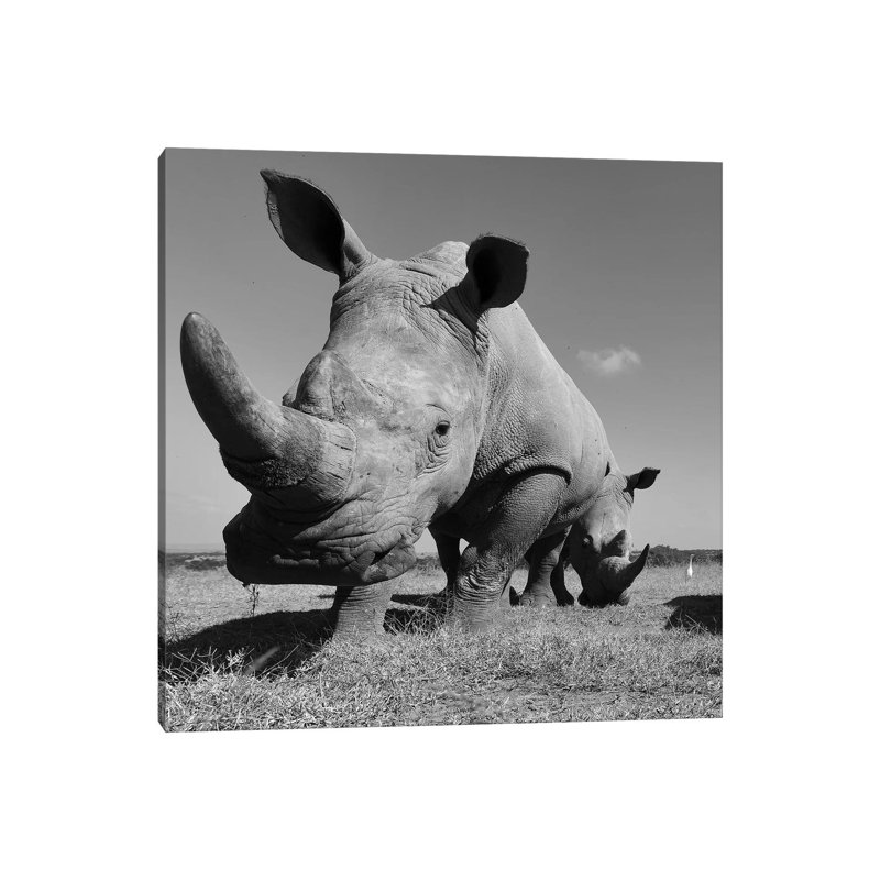 «White Rhino» par Elmar Weiss - Photographie sur toile tendue, H 12 po x l 12 po x P 0,75 po