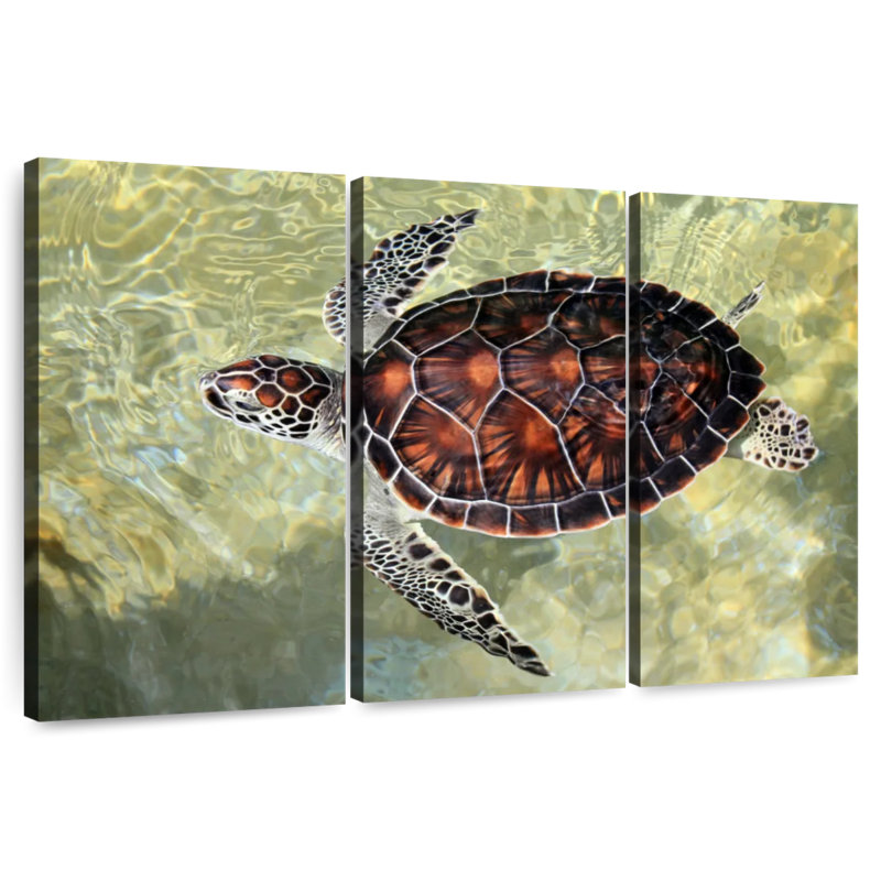 Brampt Cayman Turtle, 42" H x 65" W