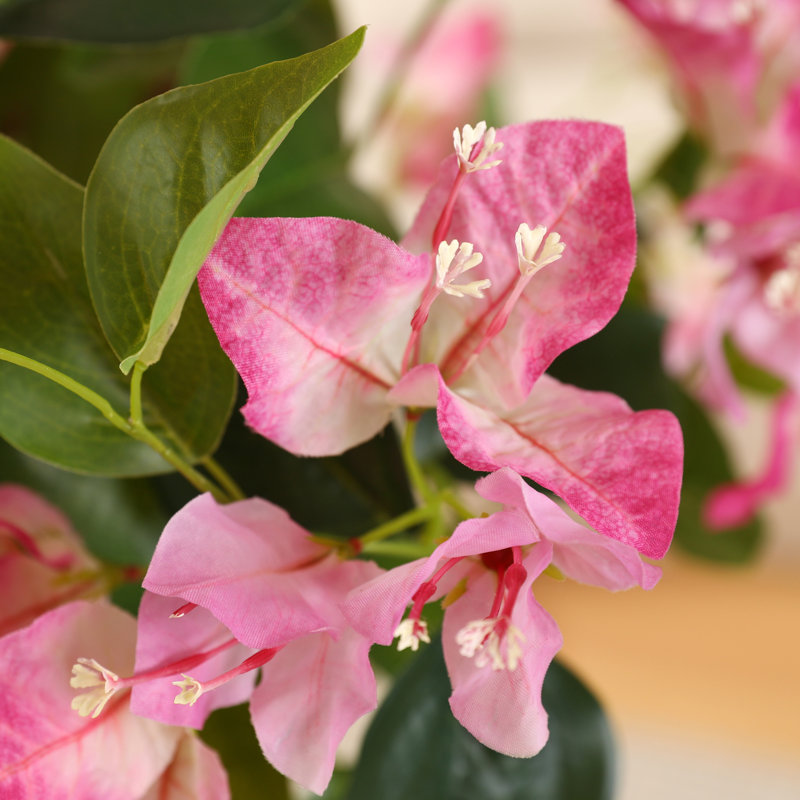 Arbre à fleurs Adcock Bougainvillea, H 72 po x l 24 po x P 24 po
