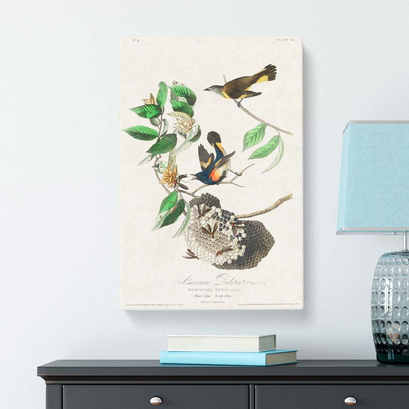 American Redstart Birds by John Audubon - Wrapped Canvas, 50cm H x 35cm W x 3cm D