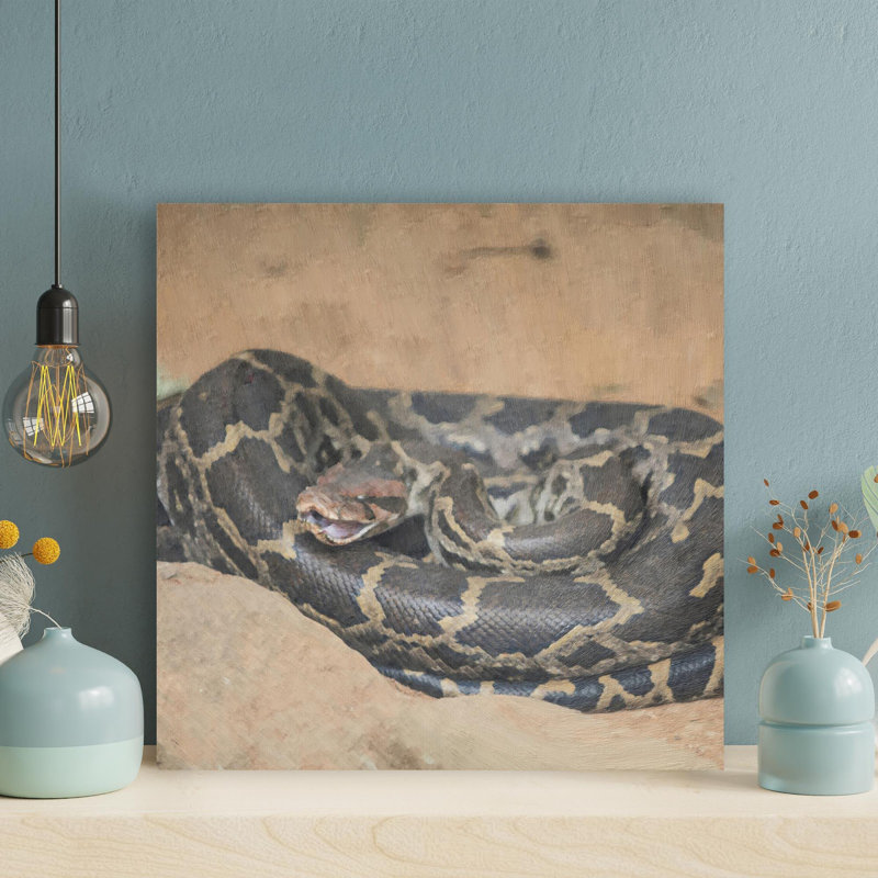 A Python Curling Up - peinture sur toile tendue, H 32 po x l 32 po