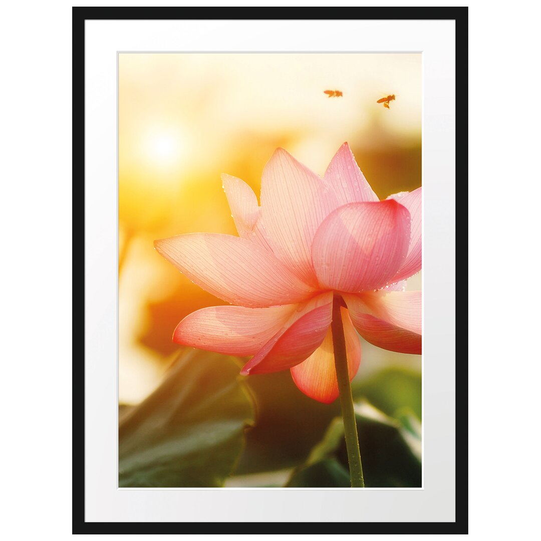 Gerahmtes Poster Lotus im Abendlicht