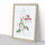 Noisett Rose in Pink by Pierre-Joseph Redoute - Picture Frame Painting Print-55576997-55577000