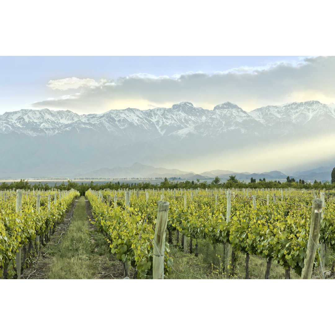 Vineyard In Mendoza von EAQ - Leinwanddrucke