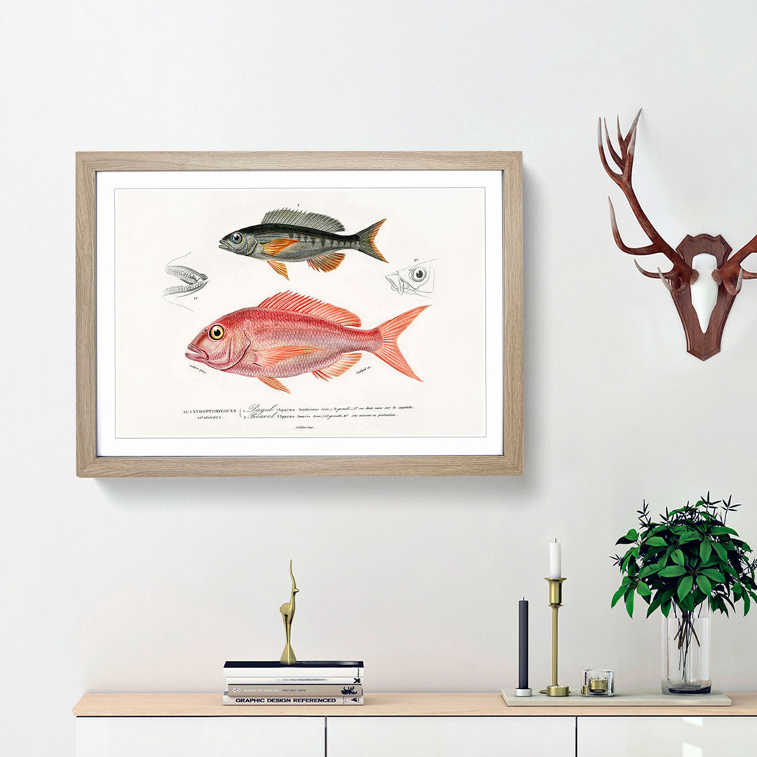 Fish Illustrations by Charles d' Orbigny - Framed Print