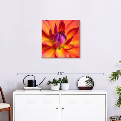 Harnek Blooming Dahlia