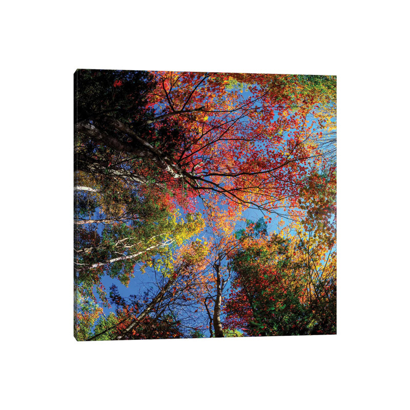 Colorful Autumn New Hampshire by OLena Art - Wrapped Canvas Print, 30.48 cm H x 30.48 cm W